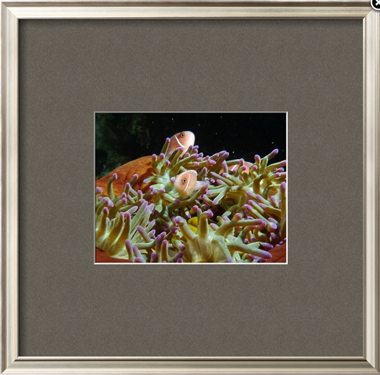 Anemone - Framed