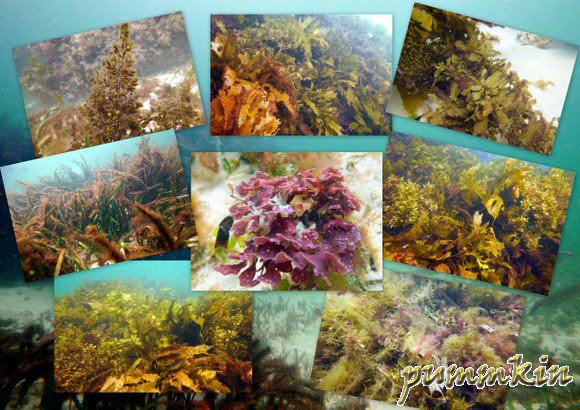 wpid-Seaweed-2011-03-20-11-09.jpg